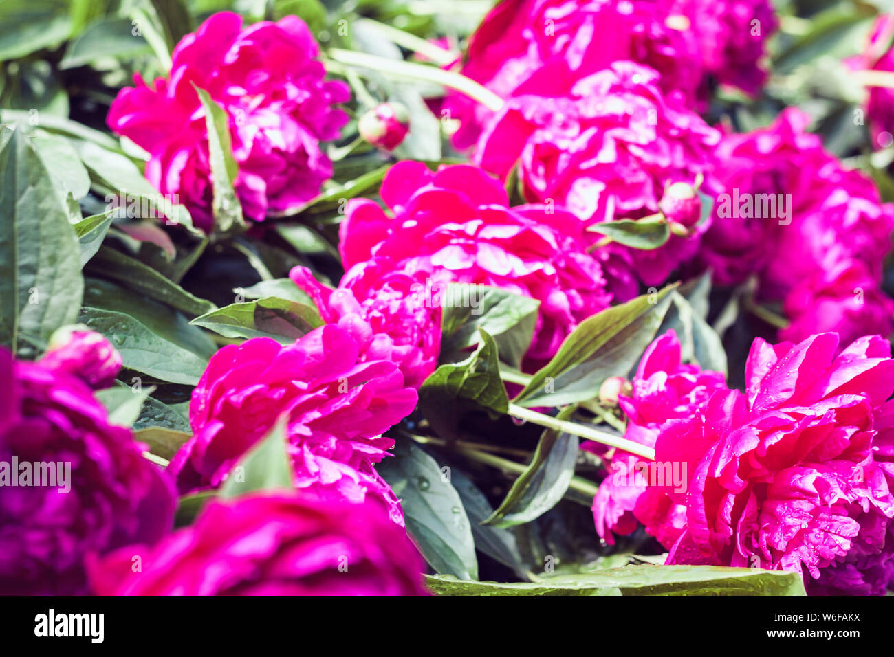 bush with flowers of pink peonies in the garden Stock Photo - Alamy