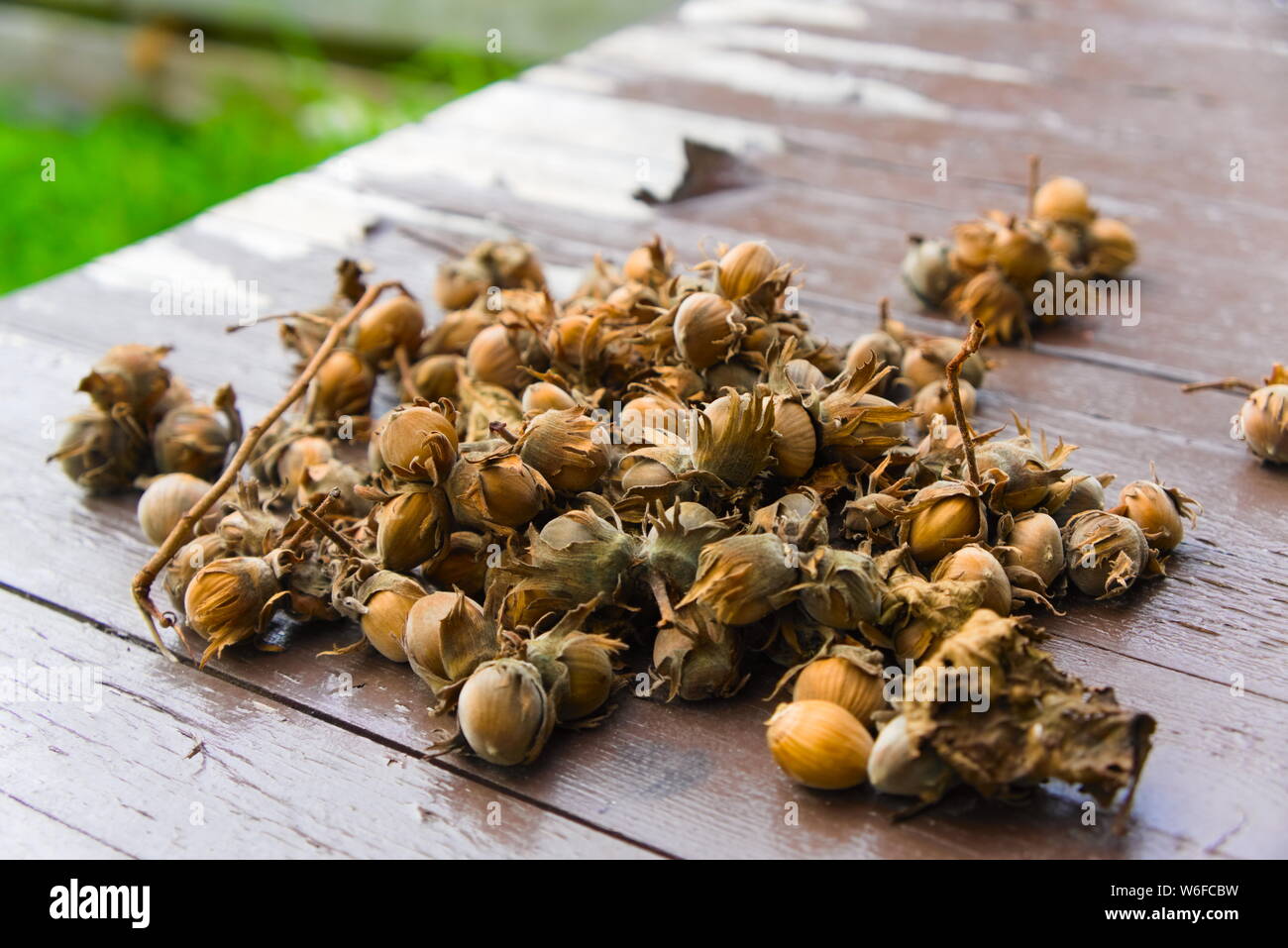 fallen hazelnuts nuts collected from garden tree Stock Photo