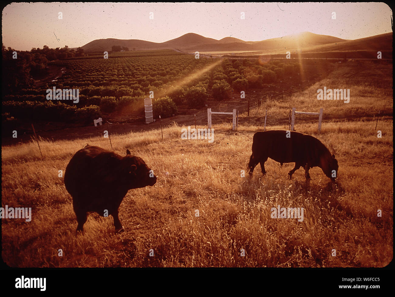 BLACK ANGUS CATTLE AND CITRUS GROVE Stock Photo - Alamy