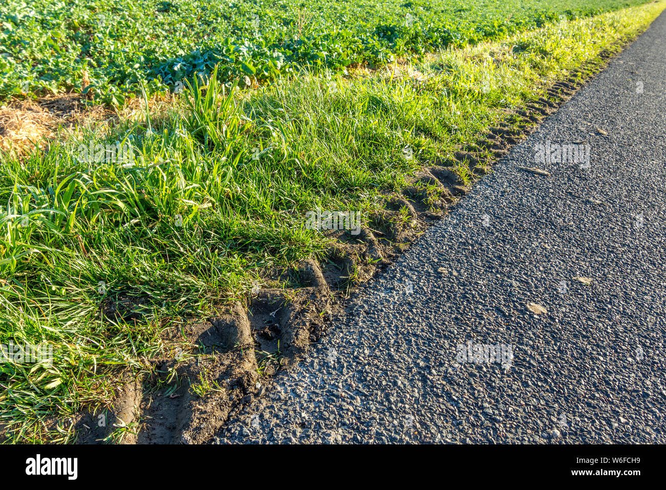 Tractor tyre tracks on roadside verge - France. Stock Photo