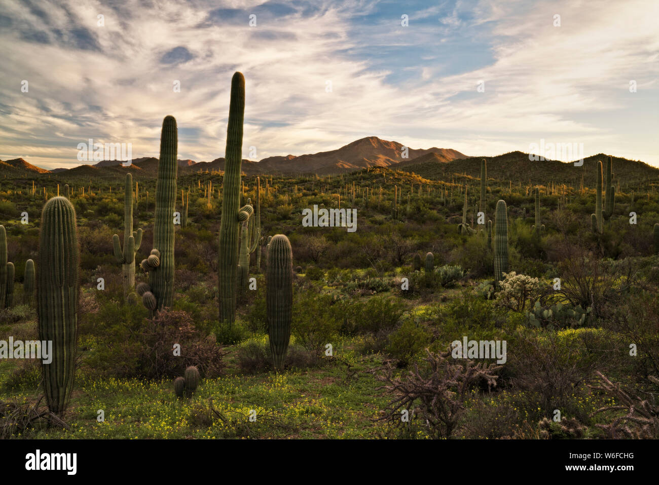 Last light bathes Wasson Peak and the spring greenery in Arizona’s Saguaro National Park. Stock Photo