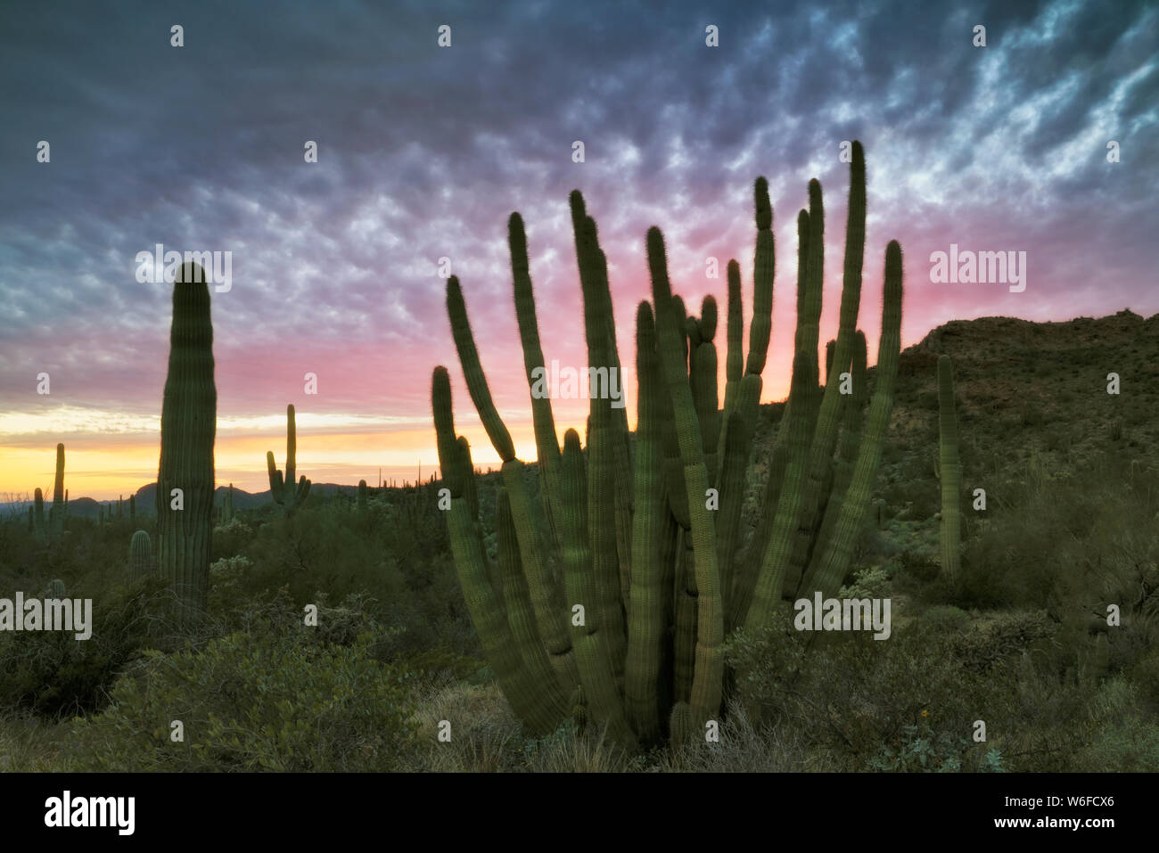 The multi armed organ pipe cactus thrive along Arizona's southern most border with Mexico in the Sonoran Desert of Organ Pipe Cactus Nat Monument. Stock Photo