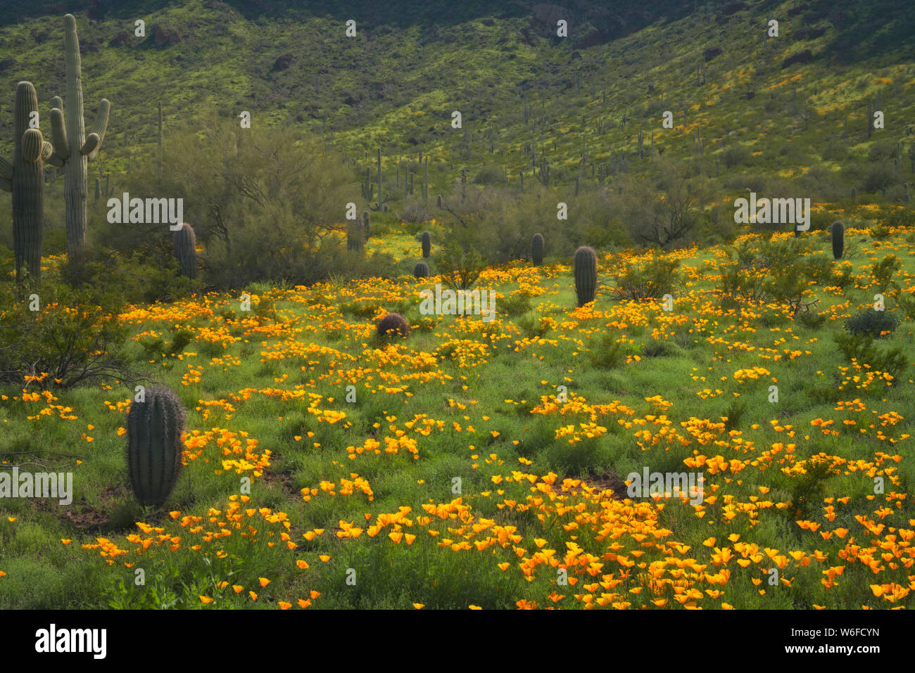 Winter El Nino rains create a Super Spring Bloom of Mexican poppies in southern Arizona’s Picacho Peak State Park. Stock Photo