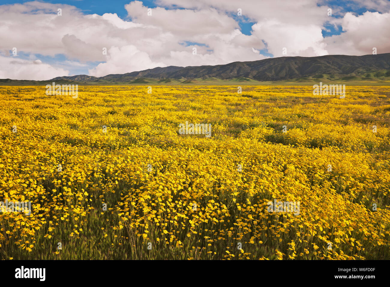 Yellow hillside daisies and magenta owl’s clover carpet California’s Carrizo Plain National Monument during the 2019 spring Super Bloom. Stock Photo