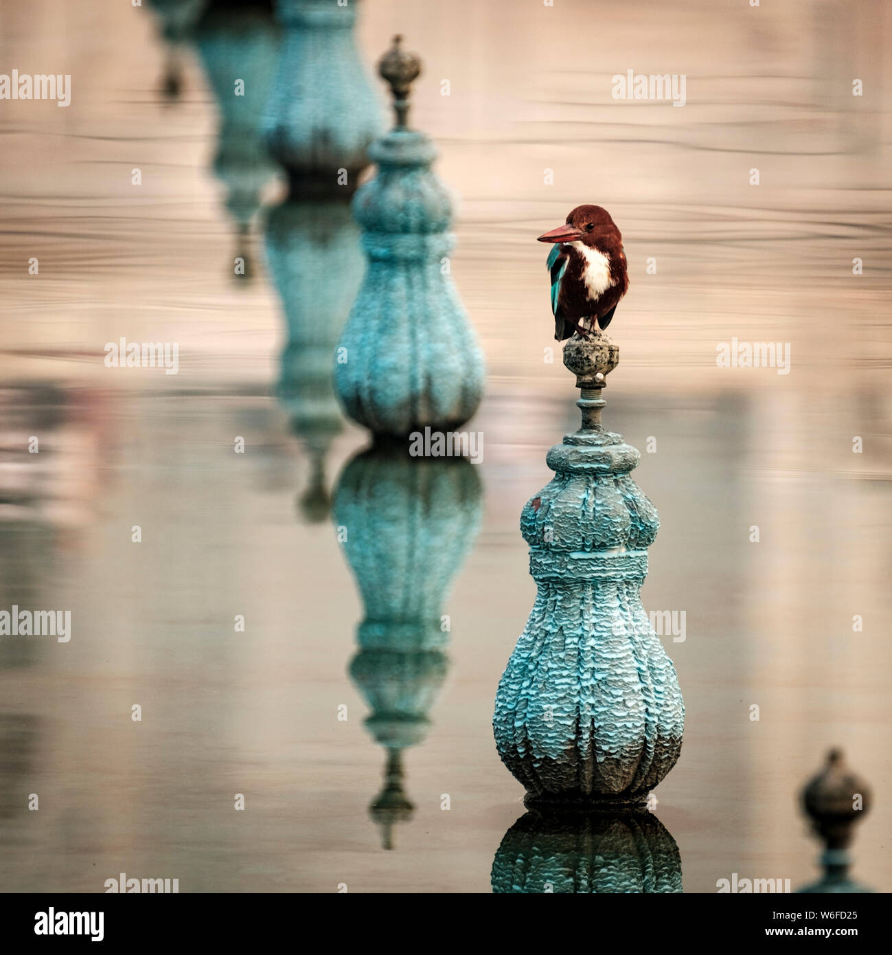 White Throated Indian Kingfisher in the gardens of the Taj Mahal, Uttar Pradesh, Agra, India UNESCO World Heritage Site Stock Photo