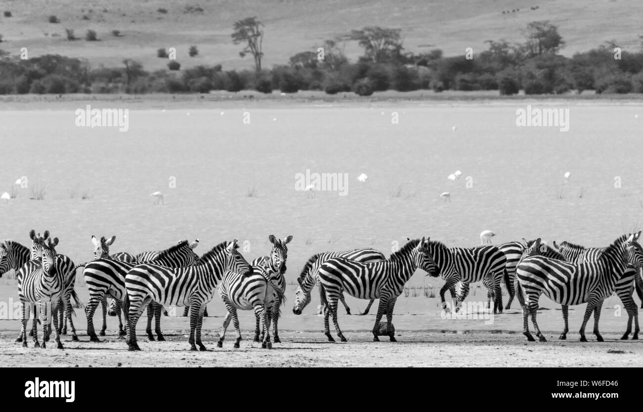 A herd of about 15 zebra paddle on the shores of Lake Magadi, in the Ngorongoro Crater, Tanzania. Flamingos are feeding in the background. Stock Photo