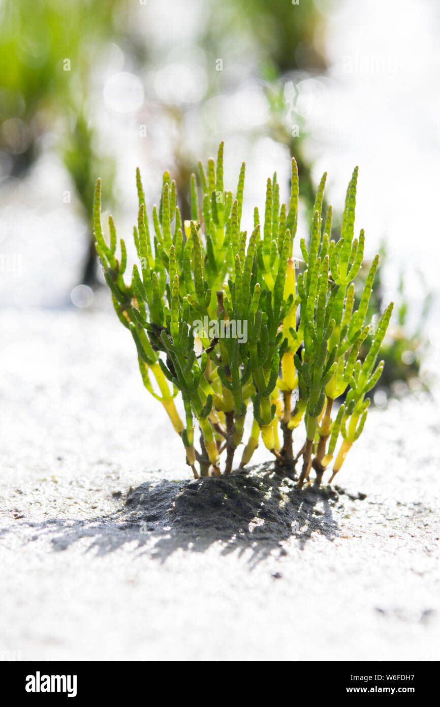 Pinoneer plant in wadden sea, queller Stock Photo