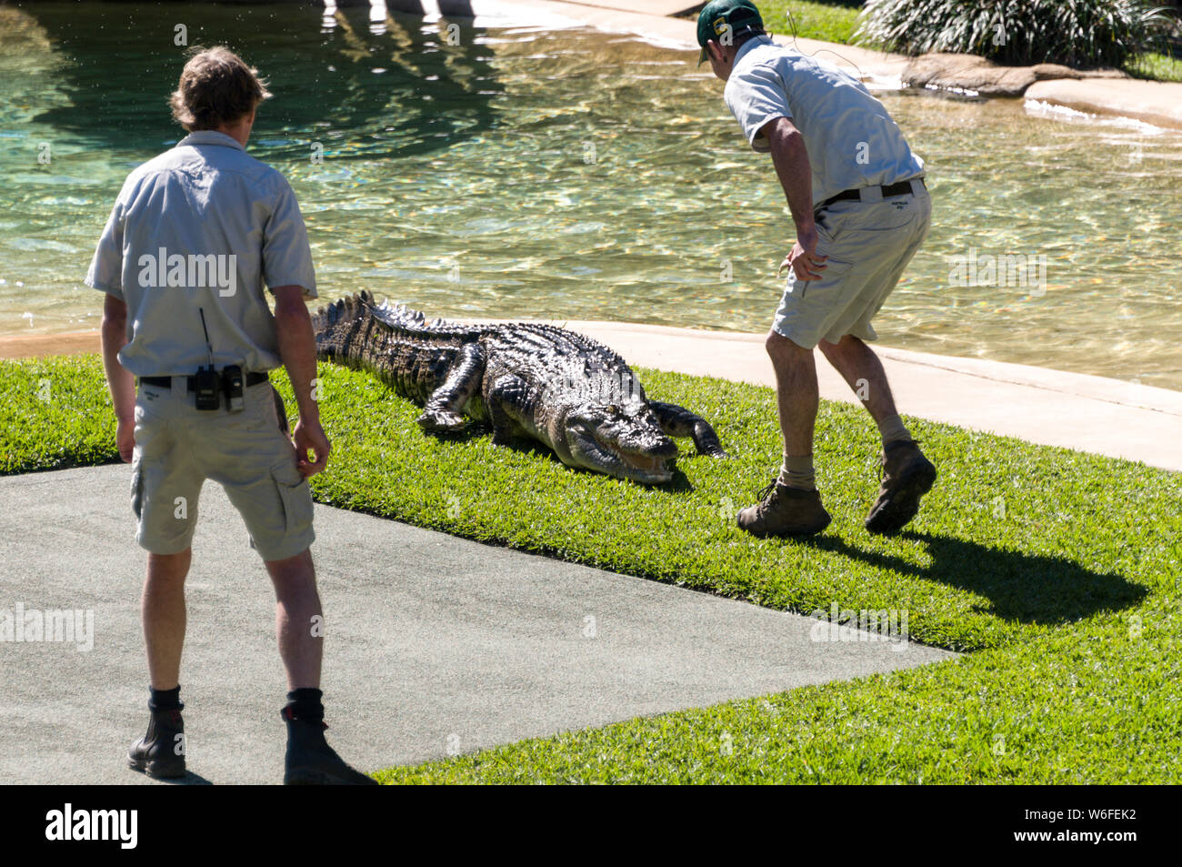 A zoo keeper feeding fish to a Saltwater crocodile in front of a large audience in the Crocseum at the Australia Zoo on the Sunshine Coast in Queensla Stock Photo