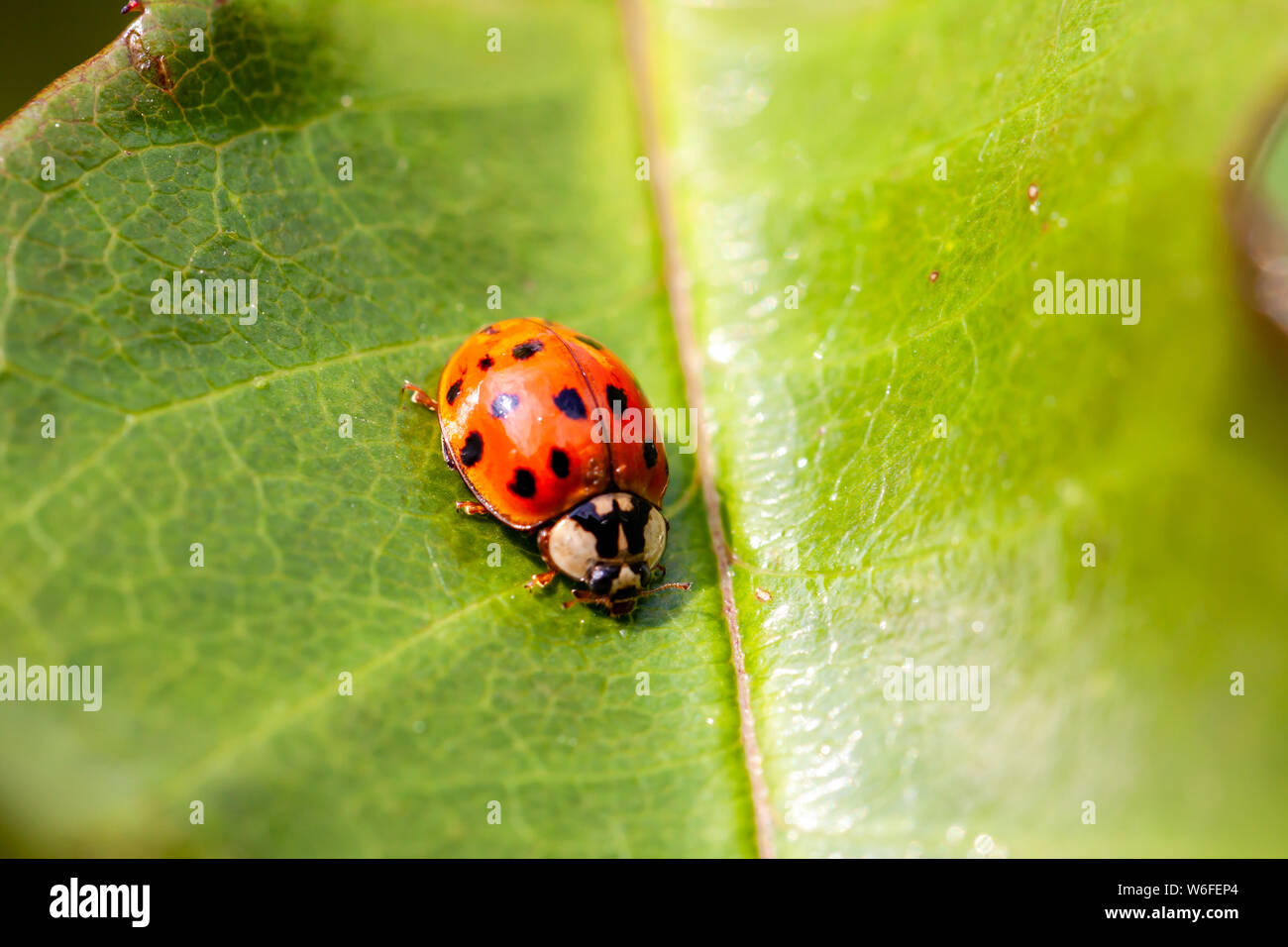 Multicoloured Asian Ladybird - Ladybug Harmonia axyridis walks on a leaf. Stock Photo