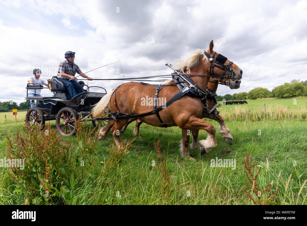 Heavy horses with drivers on a cart competing in an obstacle course during a British Heavy Horse