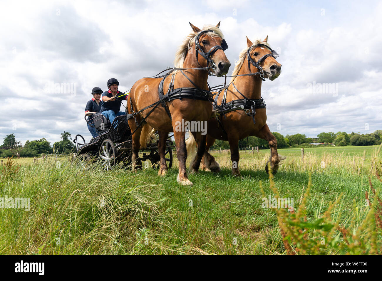 Heavy horses with drivers on a cart competing in an obstacle course during a British Heavy Horse