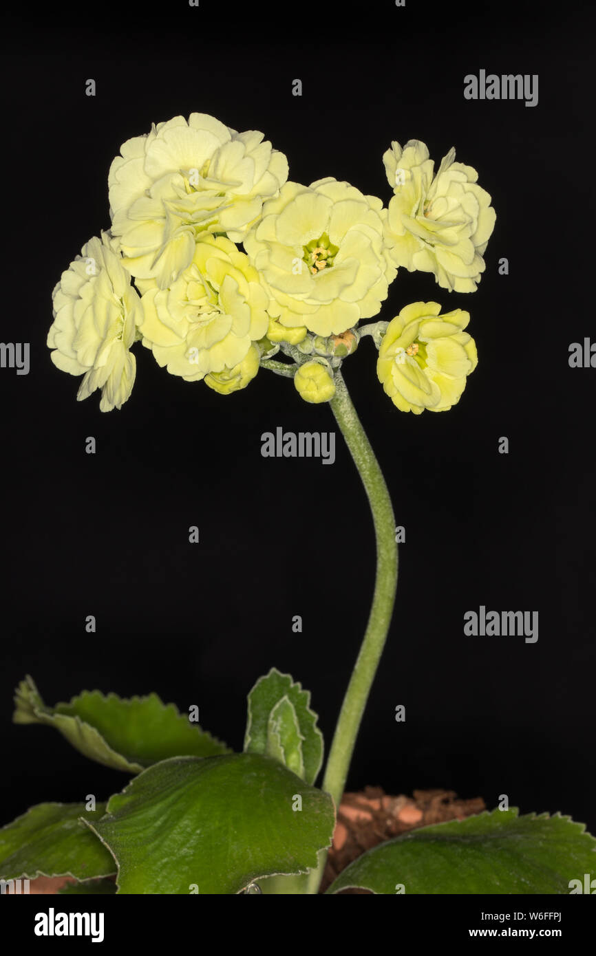 Primula auricula 'Jane Myers' on a black background Stock Photo