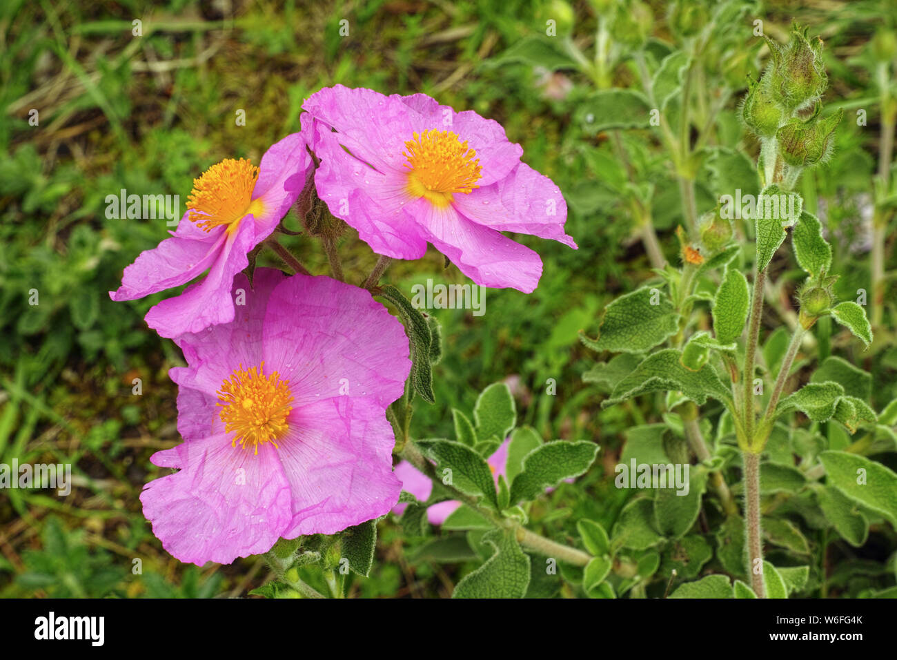 flowering plant of pink rock rose Stock Photo