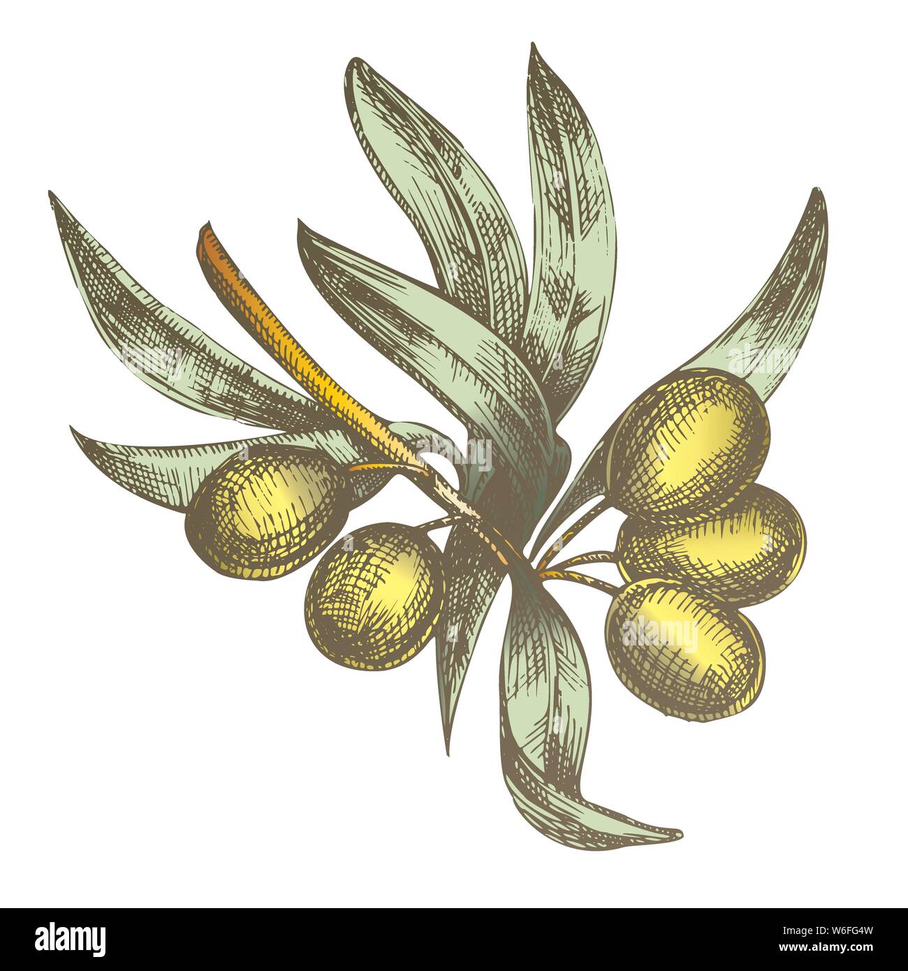 Color Agricultural Olive Tree Branch Monochrome Vector Stock Vector ...