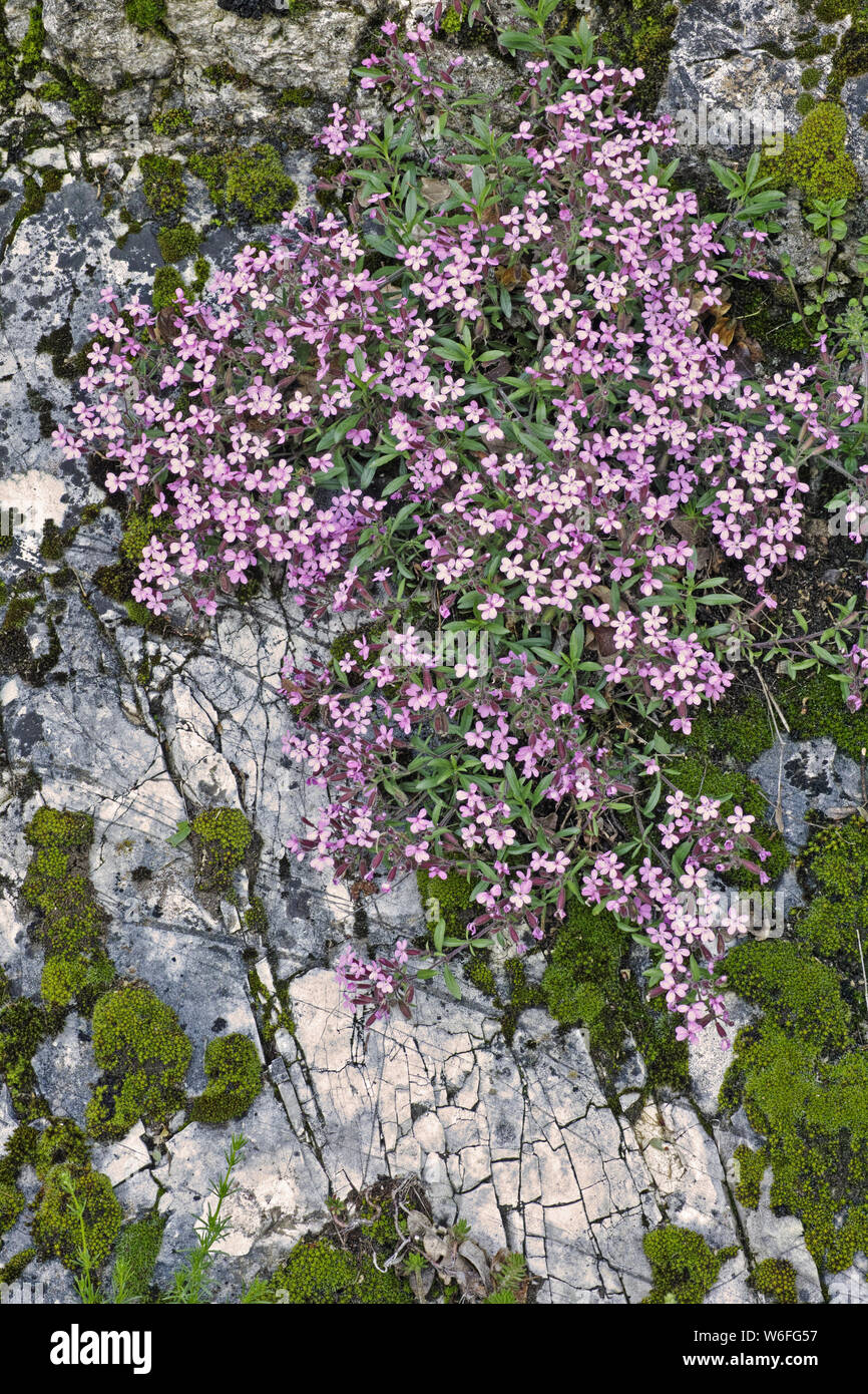 a plant of rock soapwort on a rocky wall Stock Photo