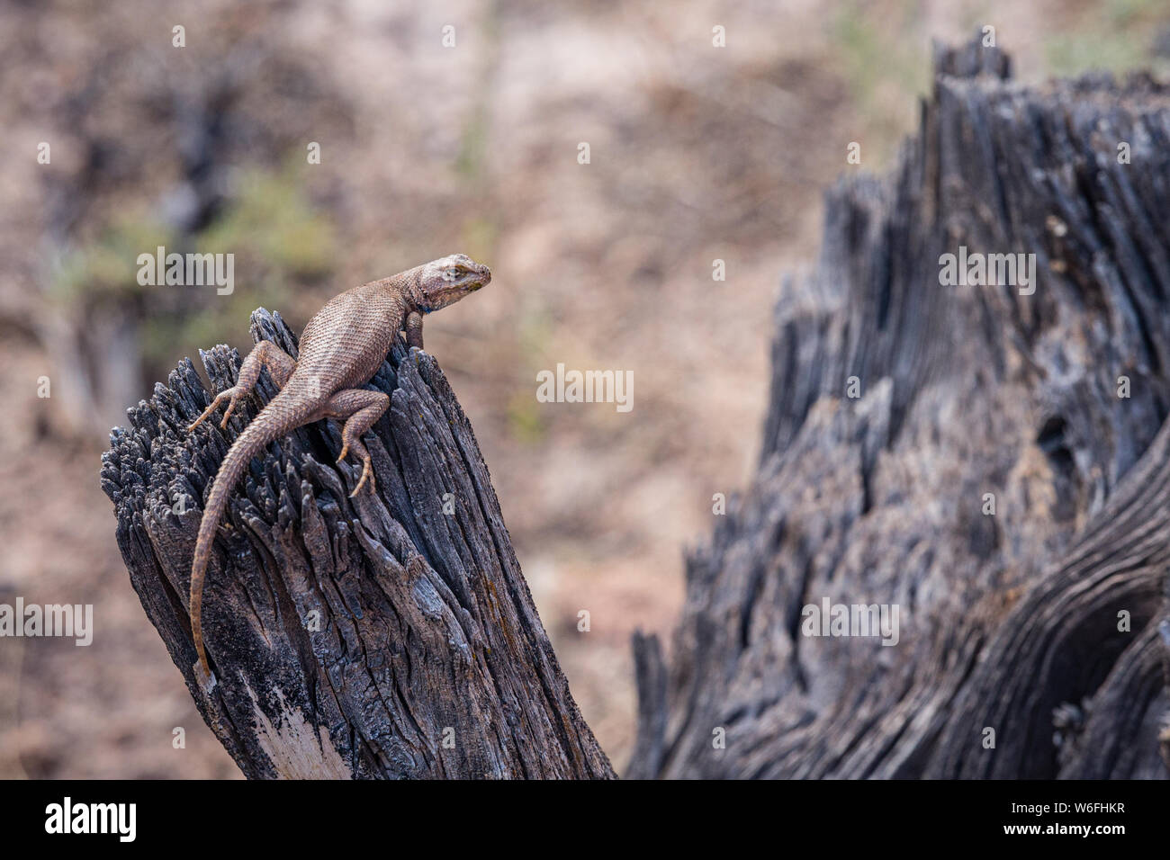 A Plateau Fence Lizard perches on a dead juniper stump in southwestern Wyoming. Stock Photo