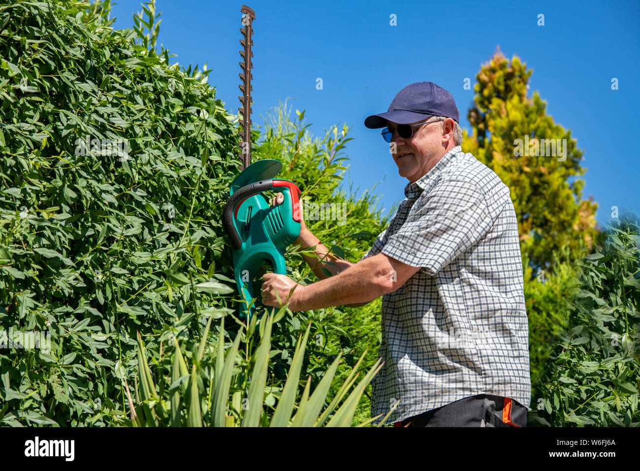 Electric gardening tools. A professional gardener cuts a hedge with an