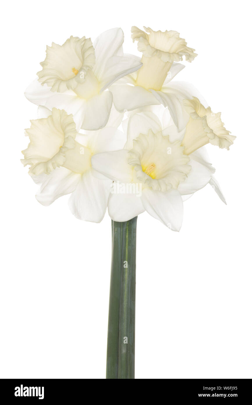 A bunch of narcissus 'Mount Hood' on a white background Stock Photo