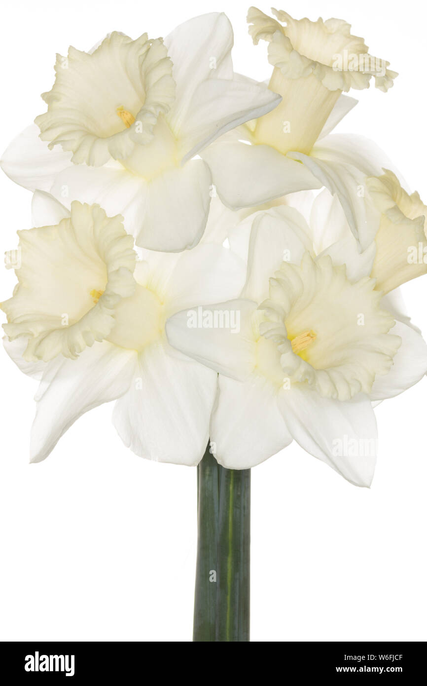 A bunch of narcissus 'Mount Hood' on a white background Stock Photo