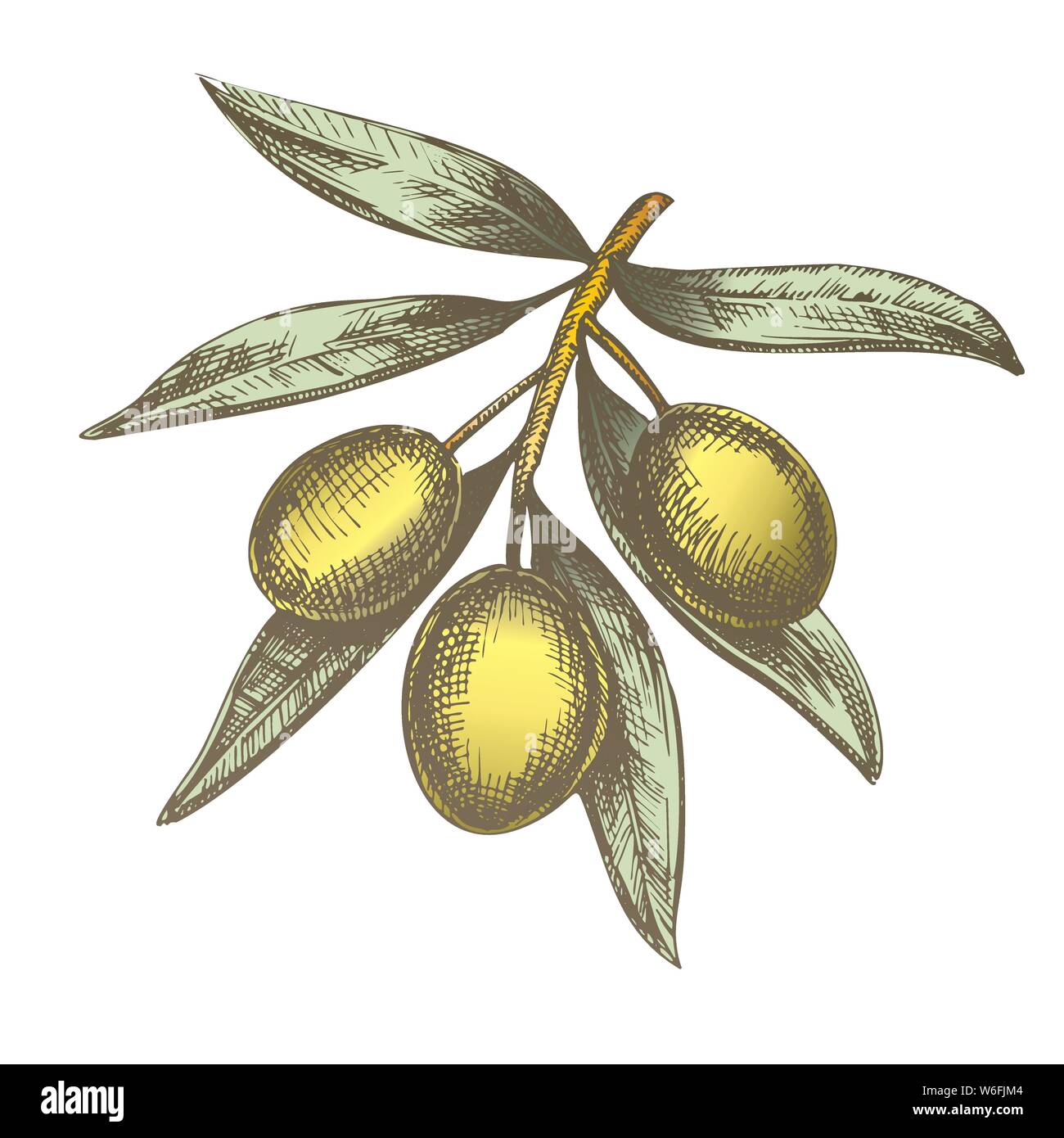Color Agricultural Fresh Olive Tree Branch Ink Vector Stock Vector ...