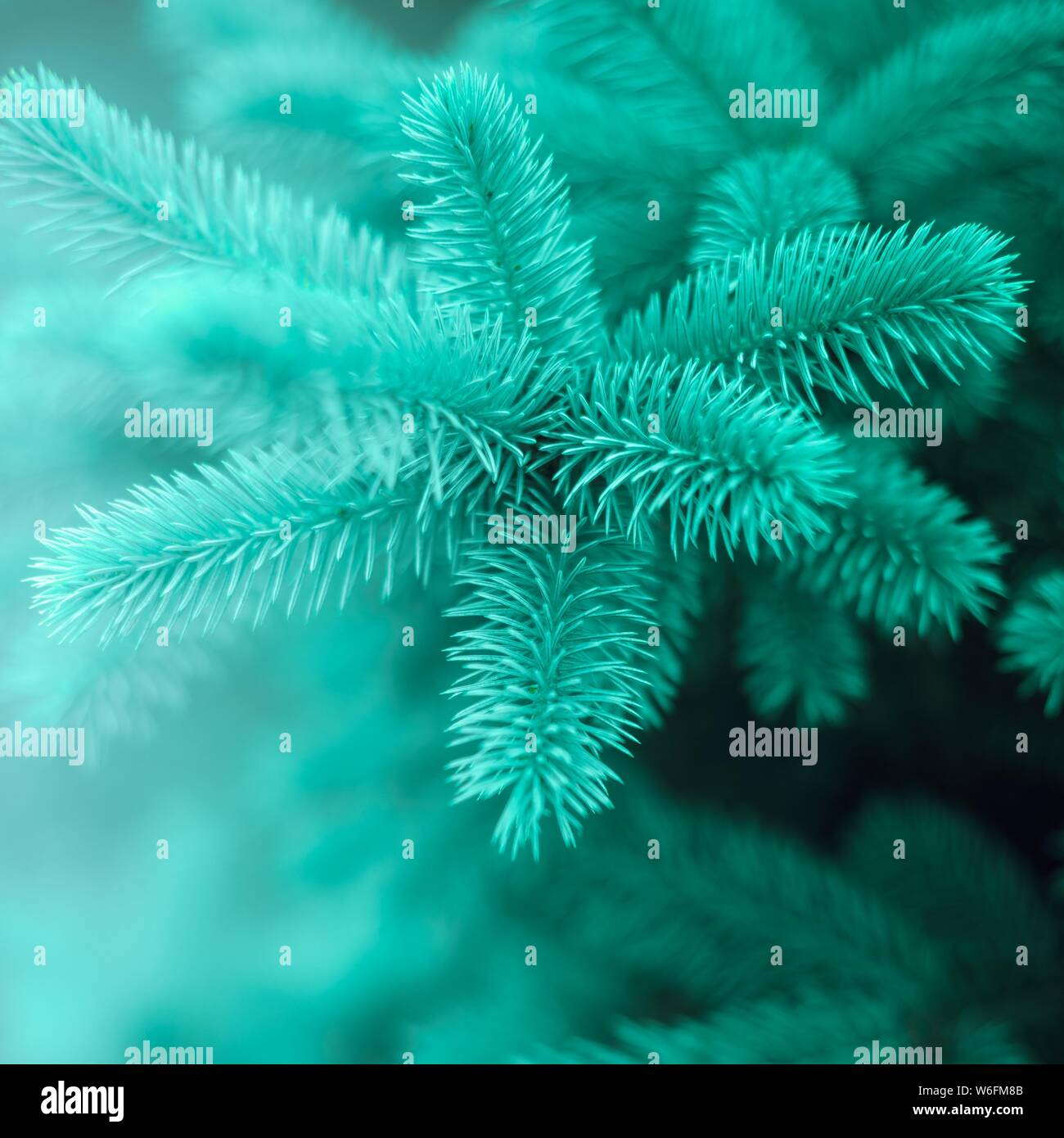 Closeup blue spruce tree branches hi-res stock photography and images ...