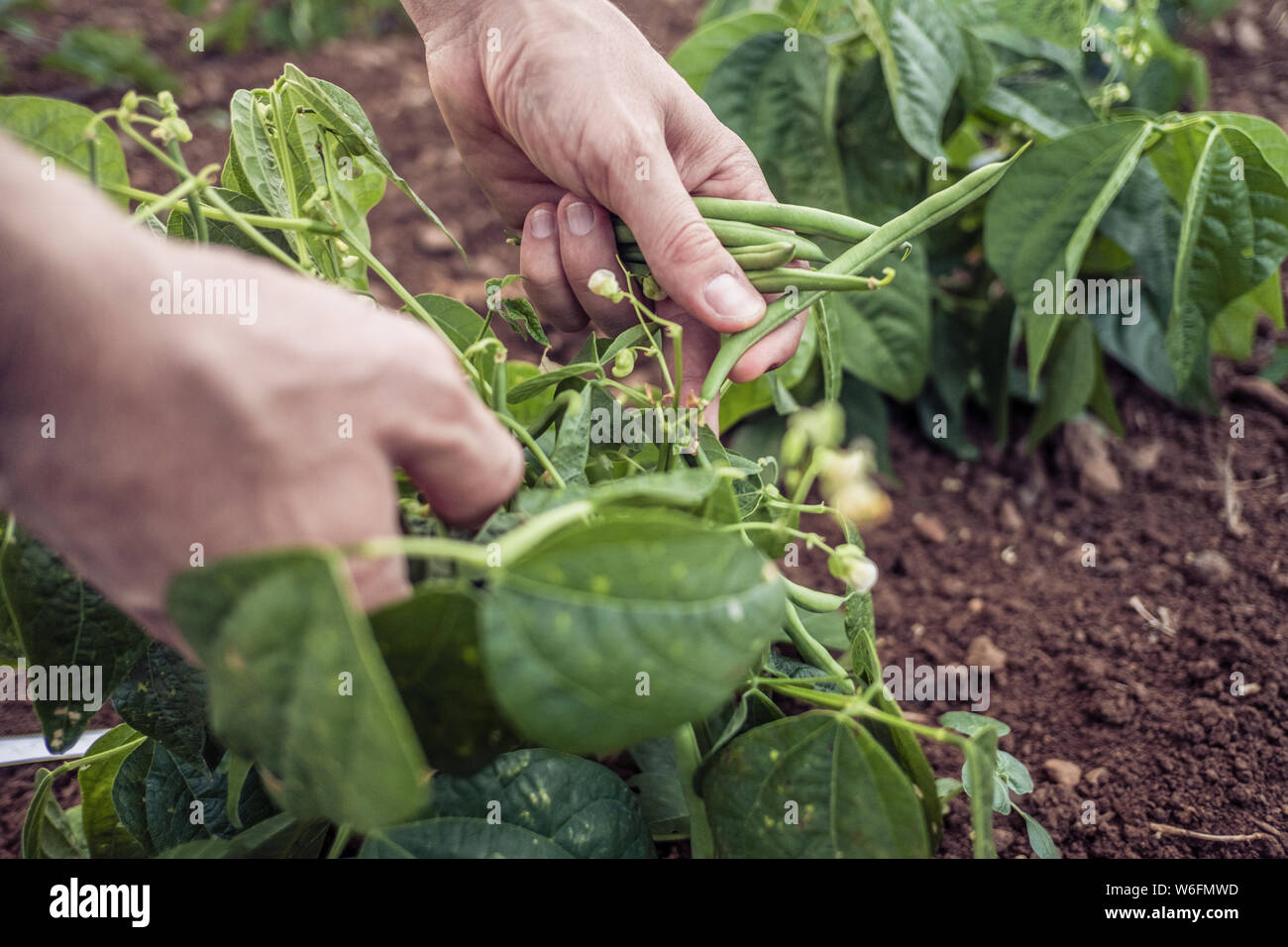 Farmer's hands picking green beans Stock Photo Alamy