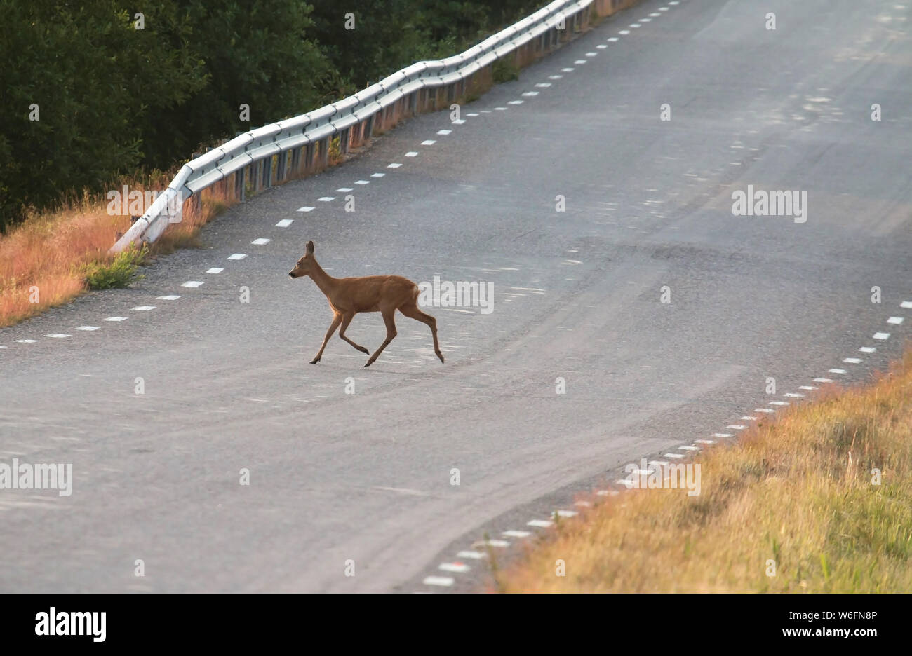 Deer running on road hi-res stock photography and images - Alamy