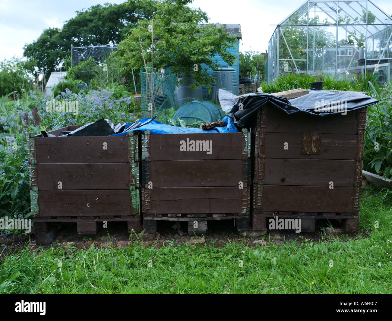 Three wooden compost bins on the allotment in summer covered with
