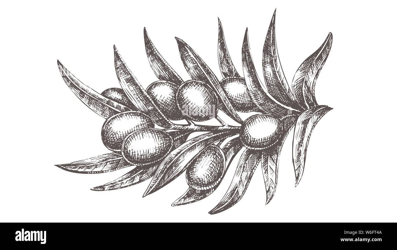 Organic Natural Olive Branch Hand Drawn Vector Stock Vector Image & Art ...