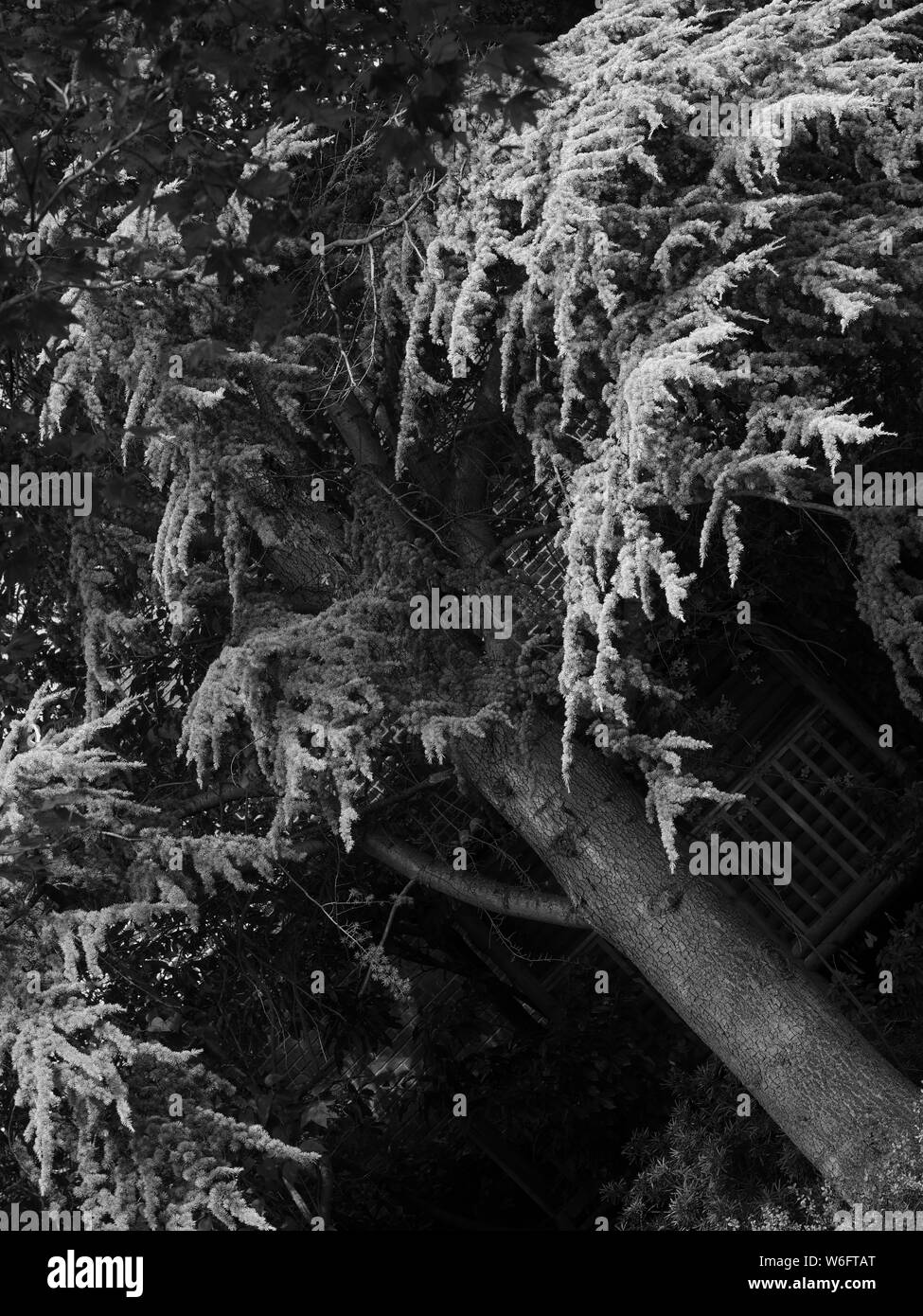 Tree planting Black and White Stock Photos & Images - Alamy