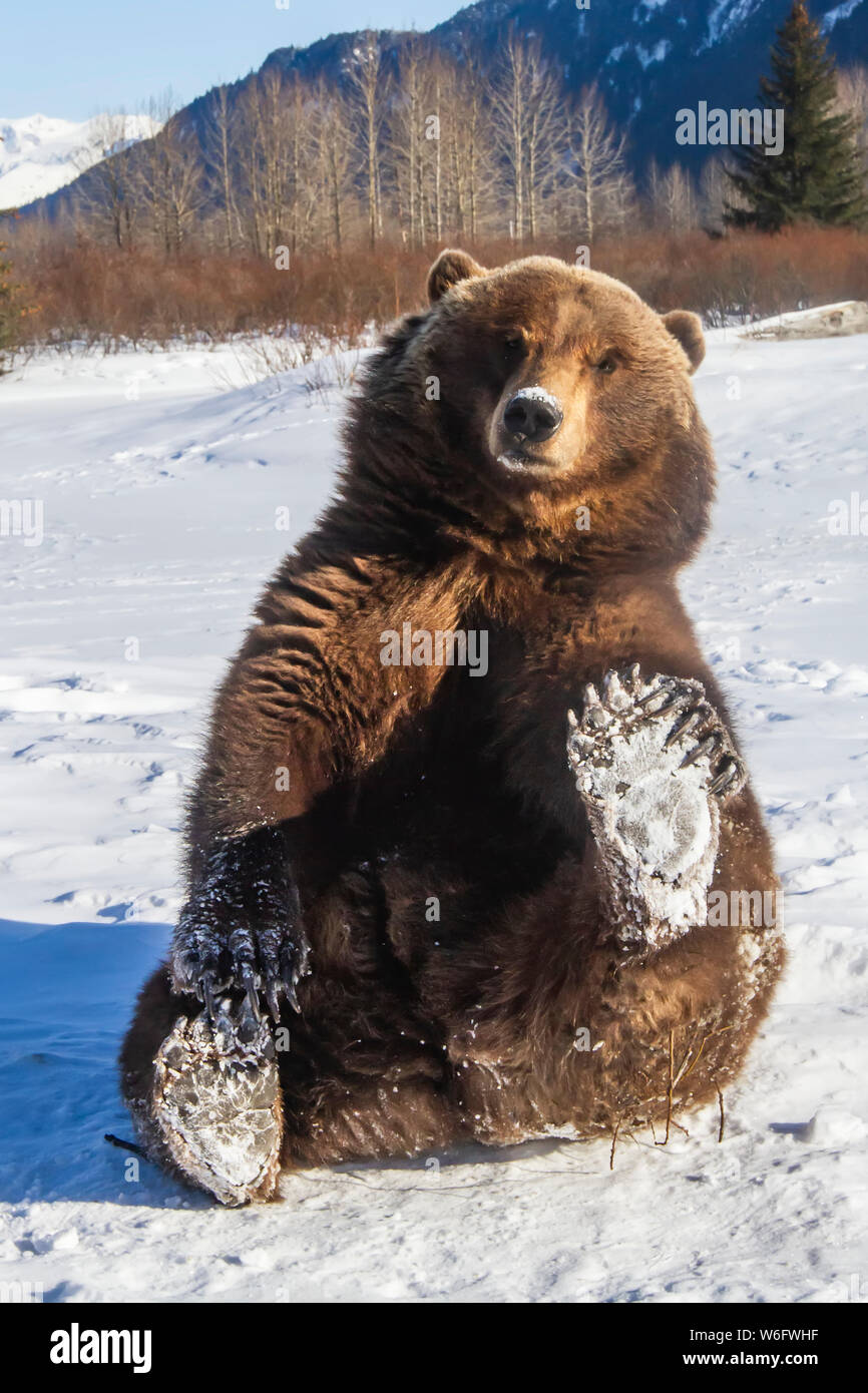 Grizzly bear (Ursus arctos horribilis) is holding up her snowy paw and looking at camera, captive. Alaska Wildlife Conservation Center Stock Photo