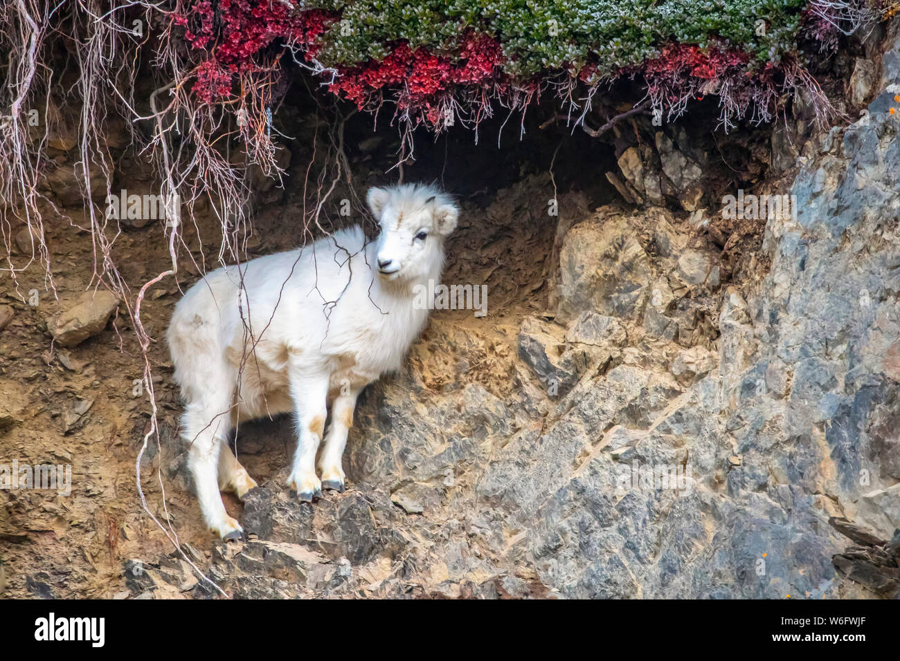 A Dall sheep (Ovis dalli) lamb eats mineral rich soil near the Seward ...