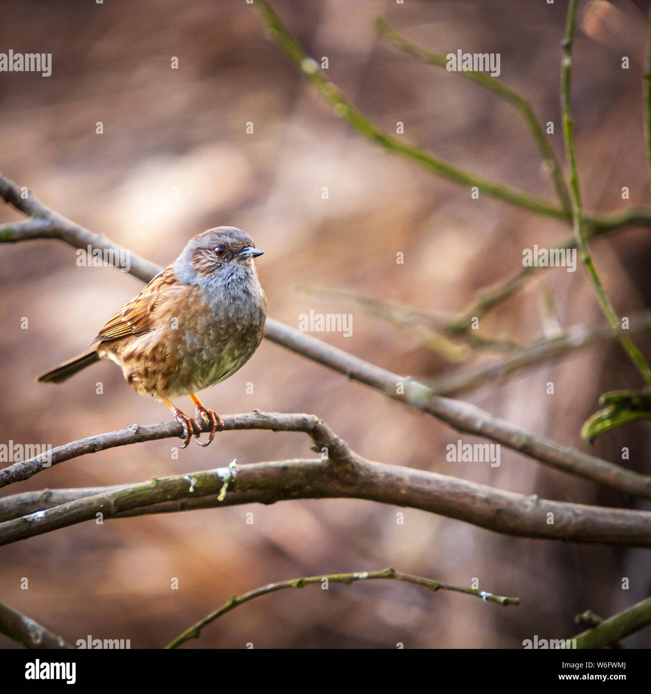A square format image of a Dunnock, Prunella modularis, perched on a tree branch in the spring sunshine. Yorkshire, England. 09 april 2011 Stock Photo