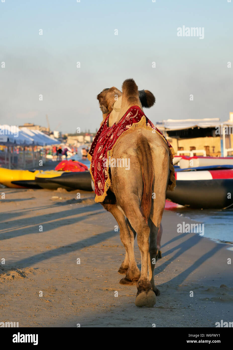 camel walking on the beach rear view Stock Photo