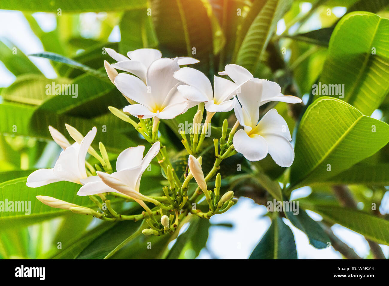 Champa flower in garden thailand (Leelawadee flower) Stock Photo