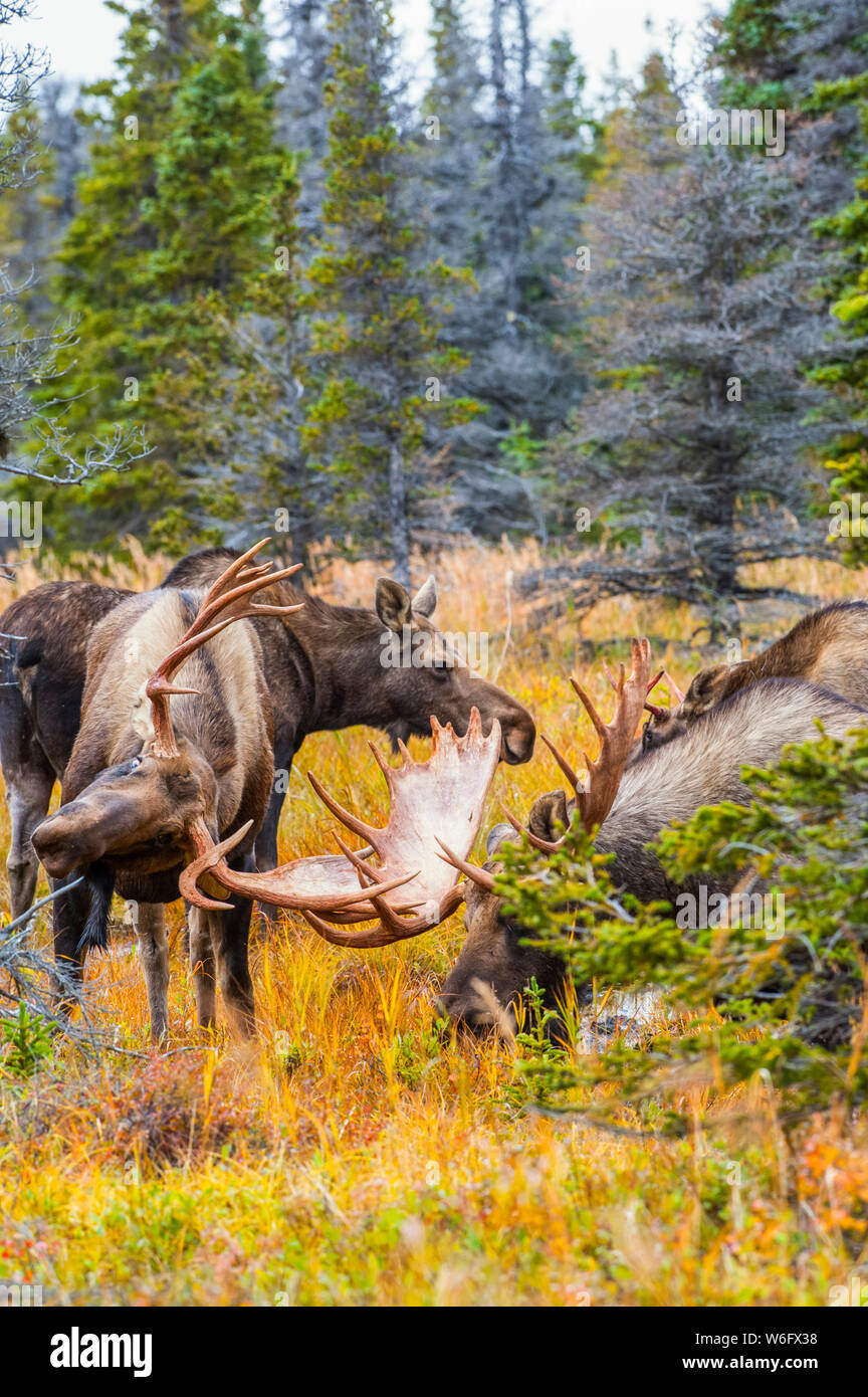 Two large bull Moose (Alces alces) are sparring in brush near Powerline Pass in the Chugach State Park, near Anchorage in South-central Alaska on a... Stock Photo