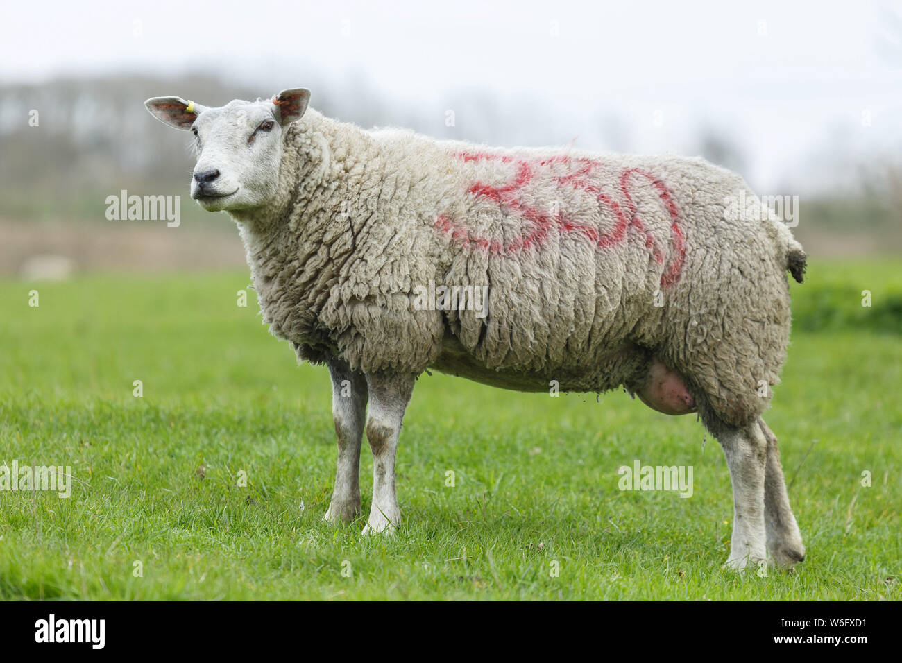 Marking sheep hires stock photography and images Alamy
