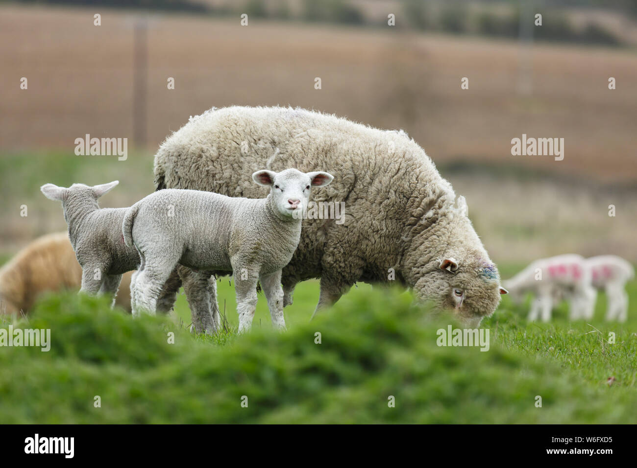 Sheep farming in English countryside, England, UK Stock Photo