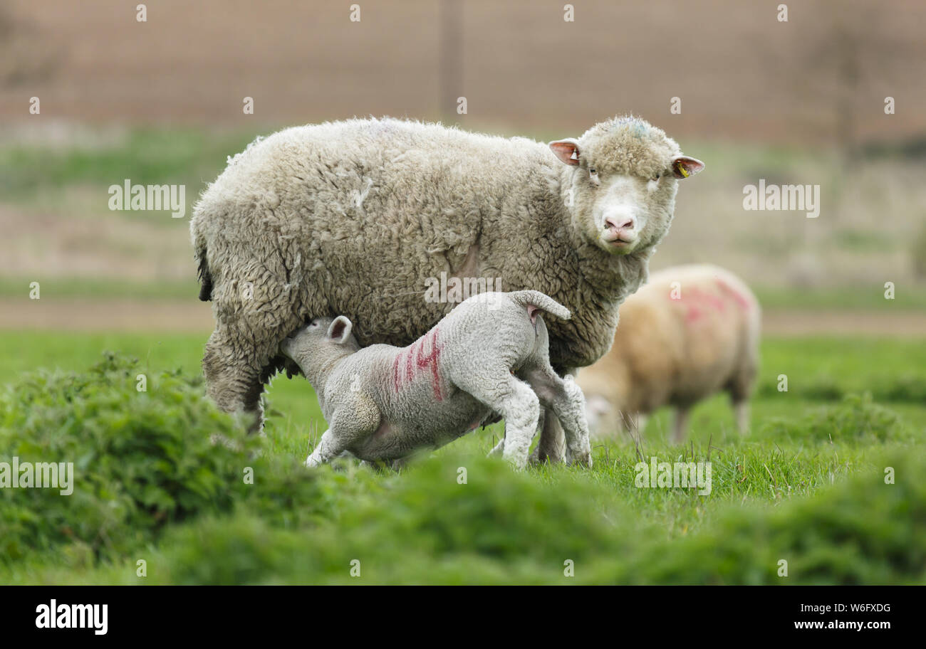 Ewe lamb drinking hires stock photography and images Alamy