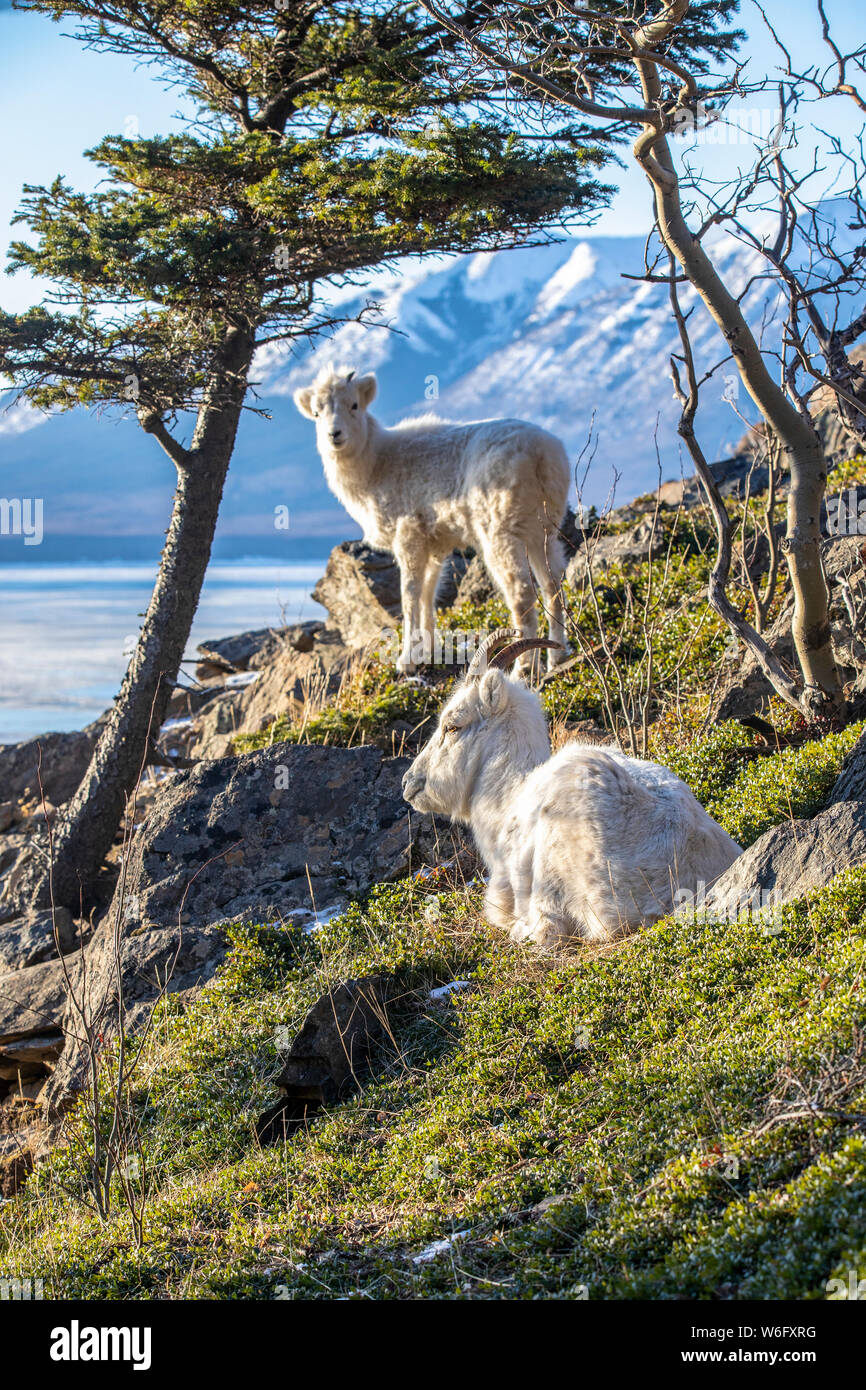 Dall sheep ewe and lamb (Ovis dalli) together on a hillside overlooking Turnagain Arm and the Kenai Mountains in South-central Alaska, about 10 mil... Stock Photo