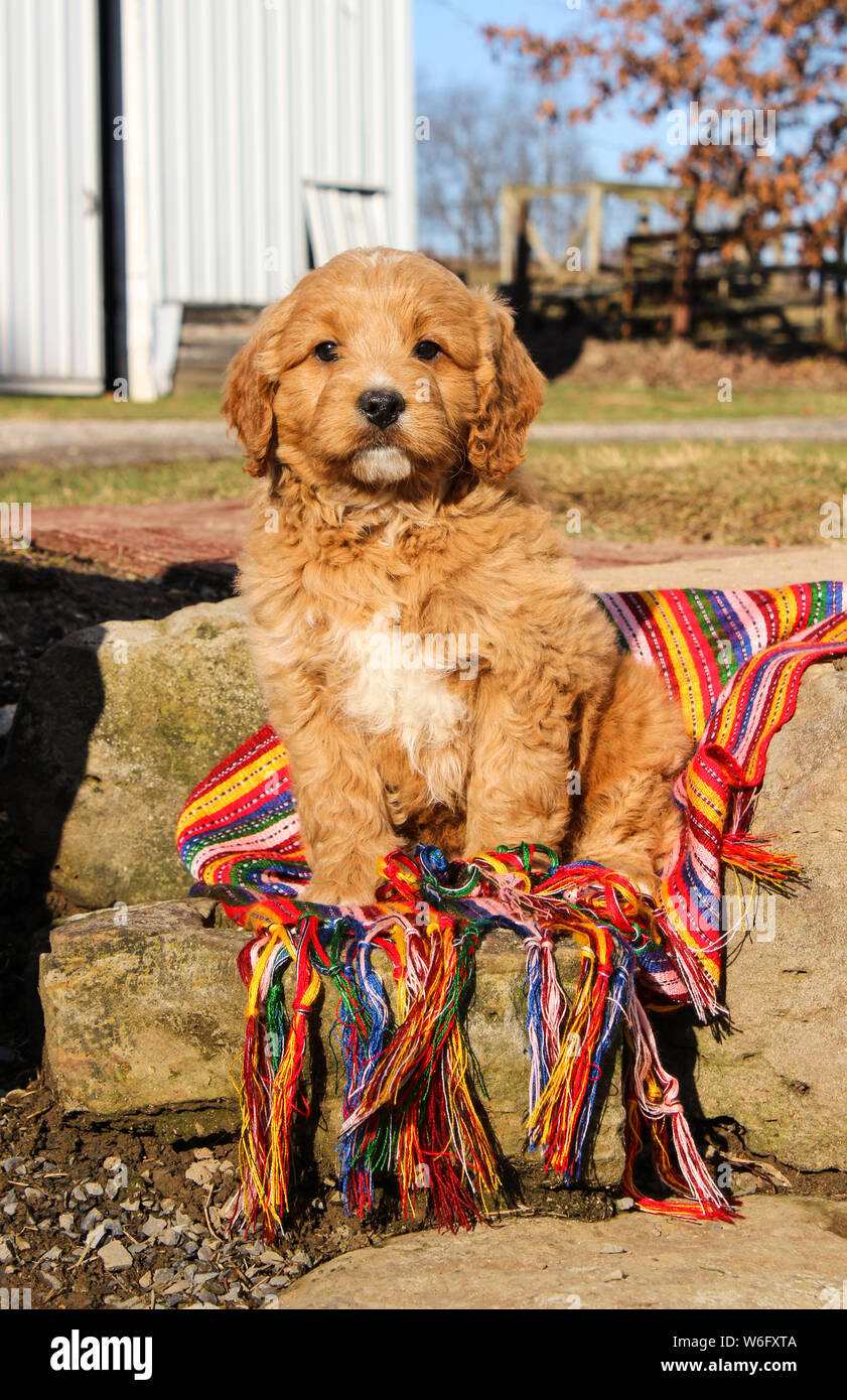 cute mini goldendoodle