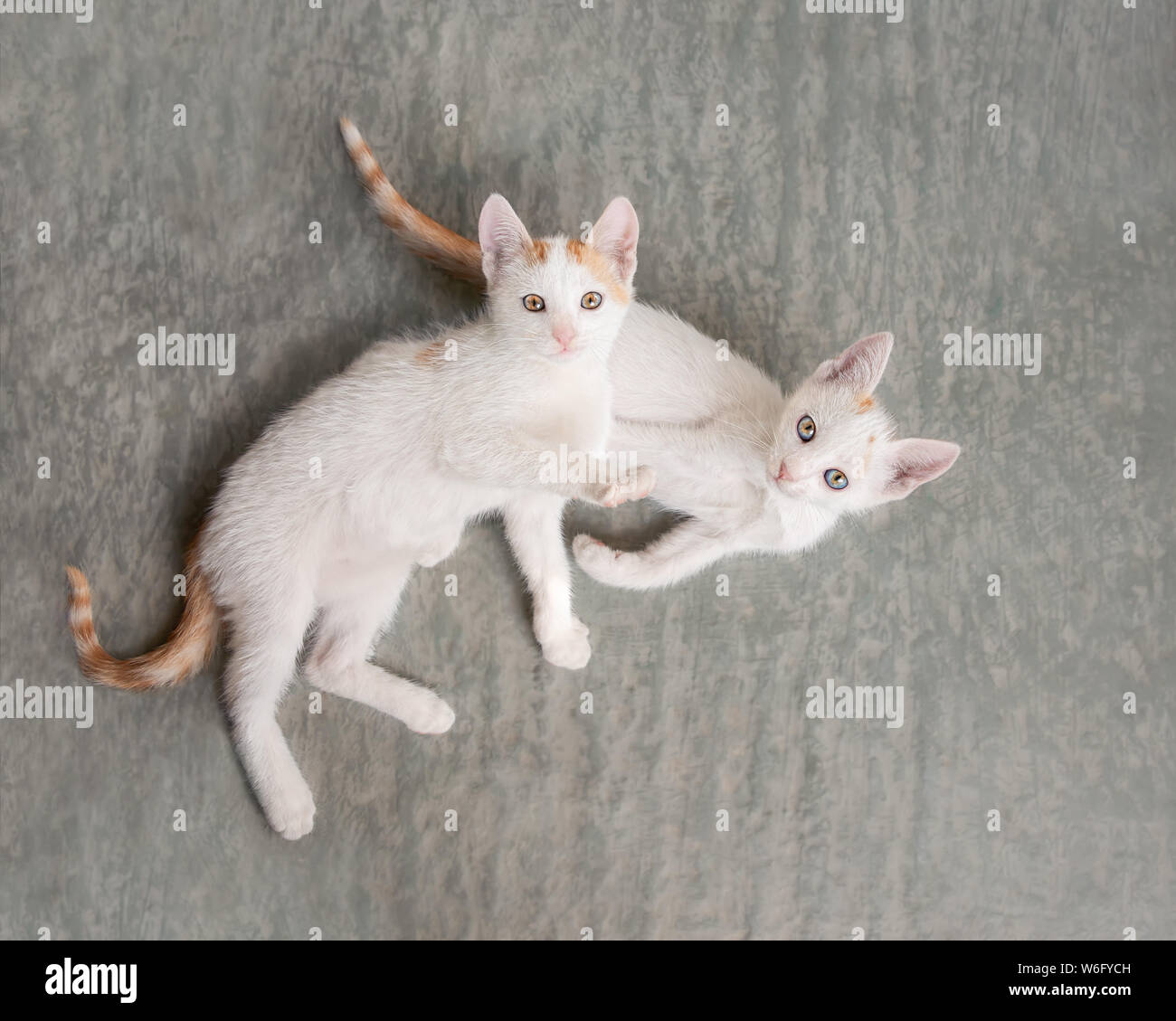 Bicolor tabby hires stock photography and images Alamy