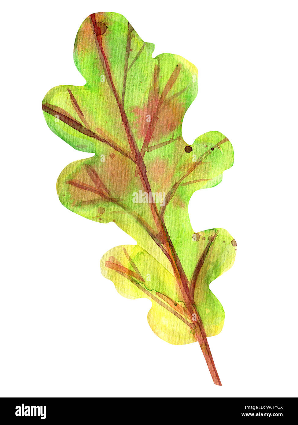 Watercolor autumn oak leaf. One fallen green leaf with yellow, orange, green, brown, ocher, red drops and splashes of color. Isolated object on white Stock Photo