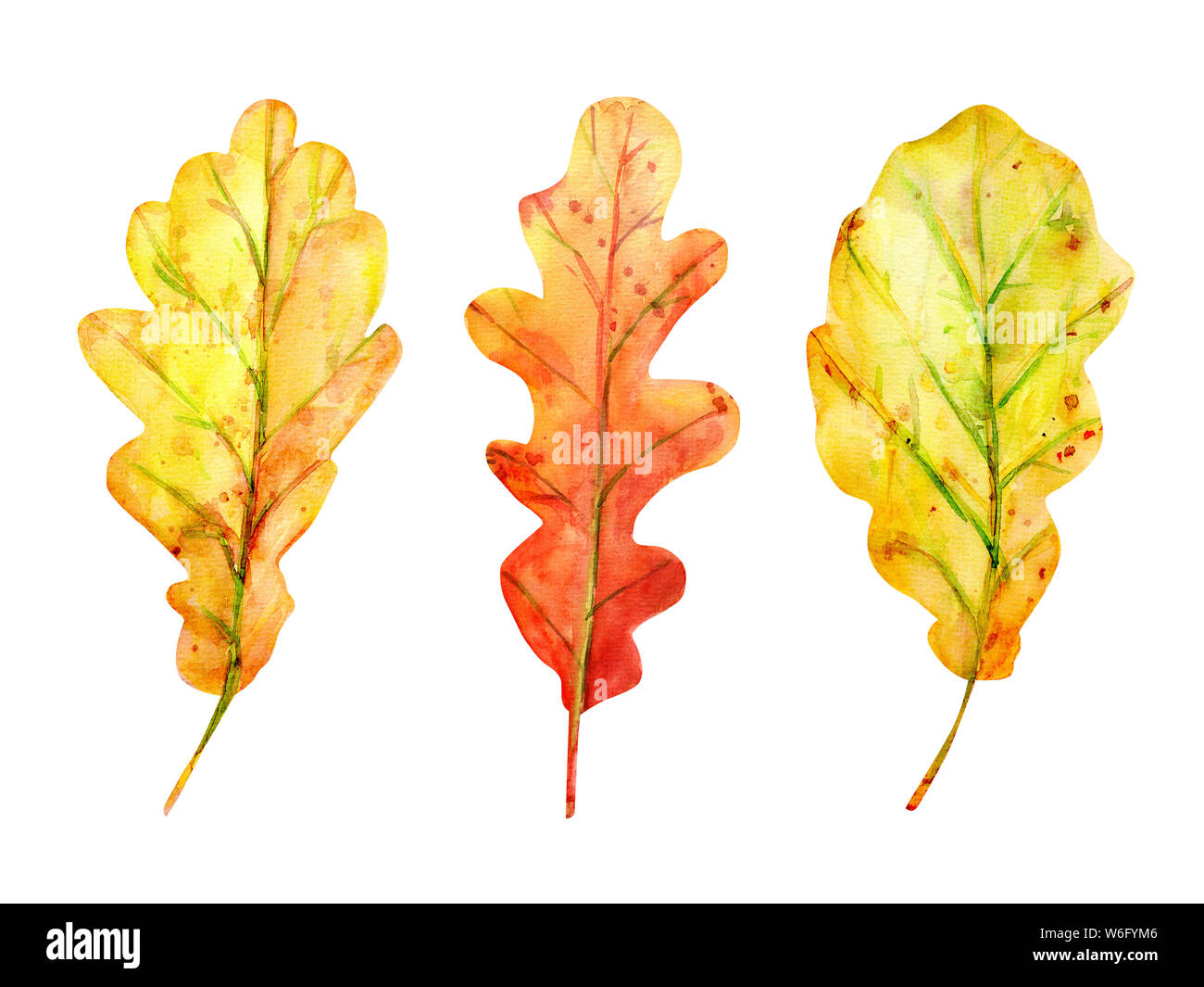 Watercolor autumn set with oak leaves. 3 fallen leaves of yellow and orange with drops and splashes. Isolated objects on white background. Elements fo Stock Photo