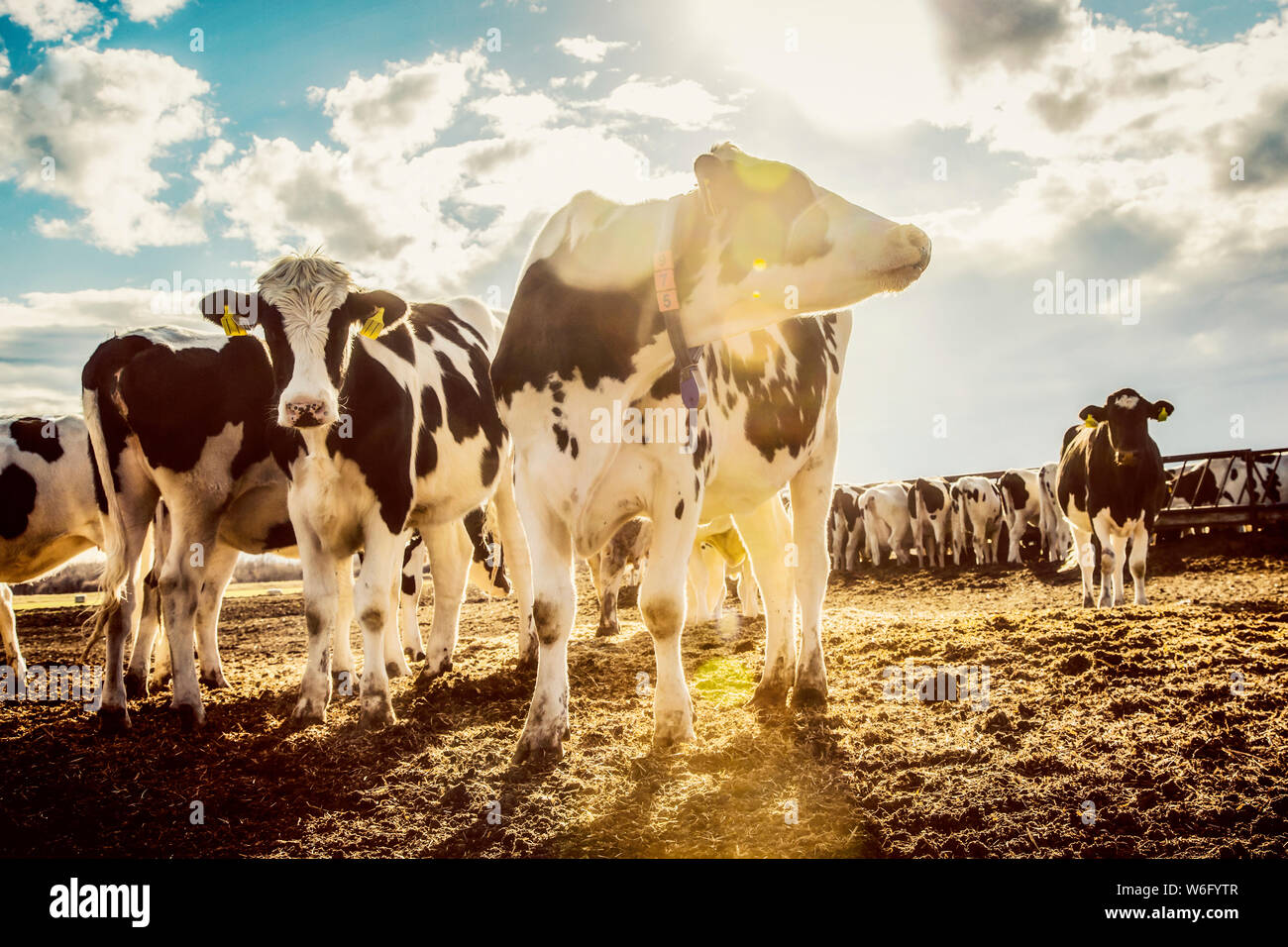 Holstein cows standing in a fenced area with identification tags in their ears on a robotic dairy farm, North of Edmonton; Alberta, Canada Stock Photo