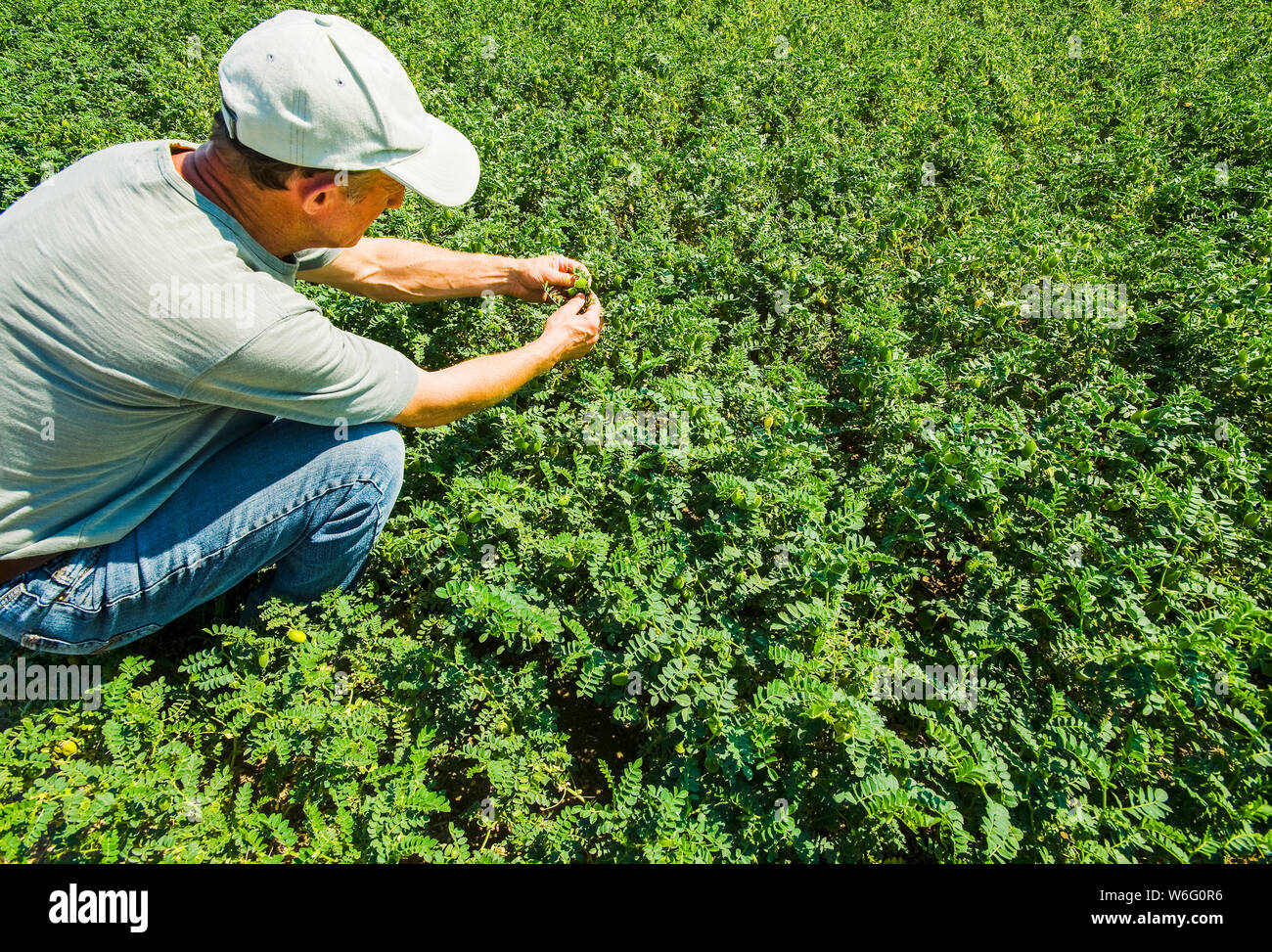 Farmer examining a mid-growth chickpea field, near Kincaid; Saskatchewan, Canada Stock Photo