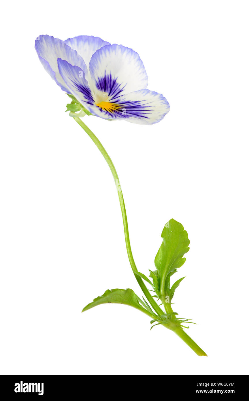 pansy flower isolated on white background Stock Photo