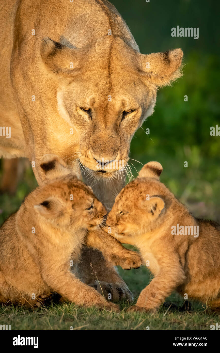 Playful lioness panthera leo hi-res stock photography and images - Alamy