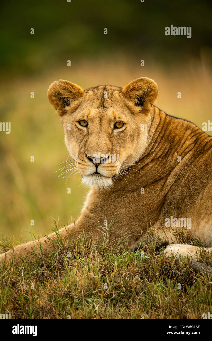 Close-up of lioness (Panthera leo) in grass watching camera, Serengeti National Park; Tanzania Stock Photo