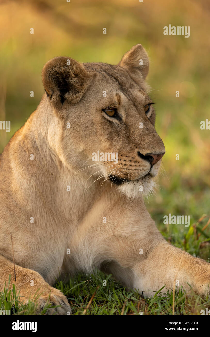 Close-up of lioness (Panthera leo) looking right in grass, Serengeti National Park; Tanzania Stock Photo